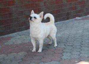 Obraz5